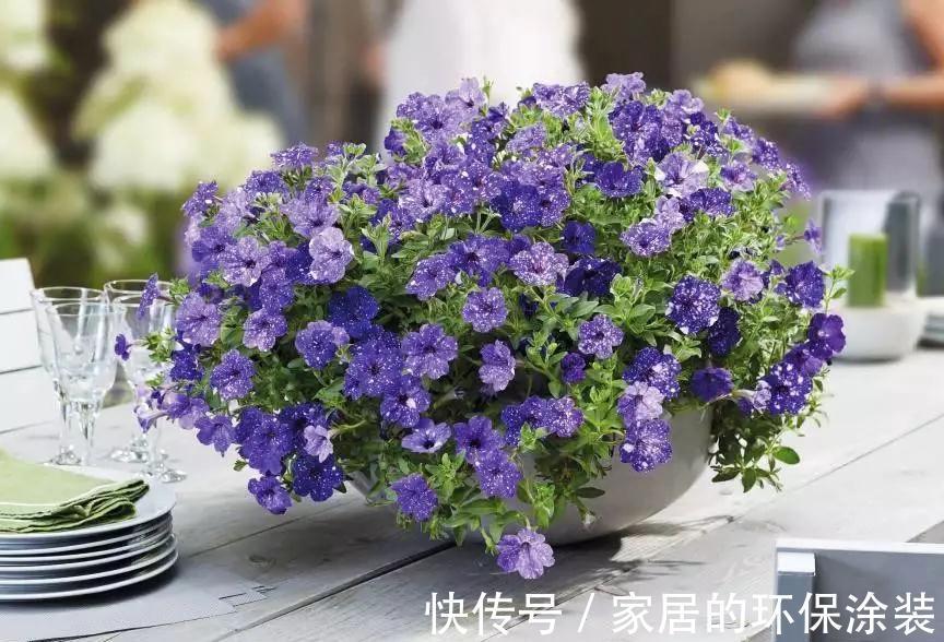 一年生|这14种花是一次性的,开完花就直接扔了吧,别浪费感情了