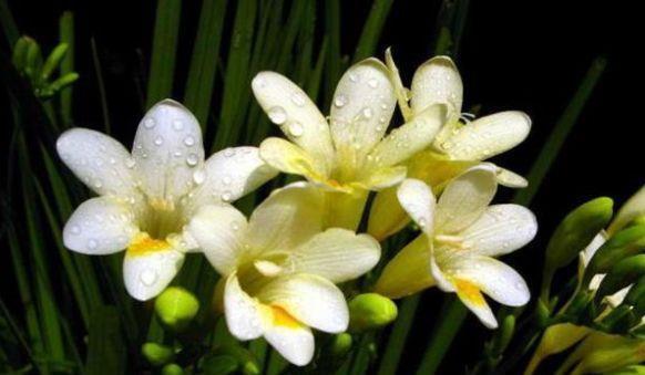 养花试试此款花期长的，花朵粉嫩丰腴，绚丽夺目