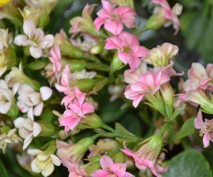 盆里加点“它”,长寿花叶子肥厚,呼呼窜花蕾,一年多开3、4次