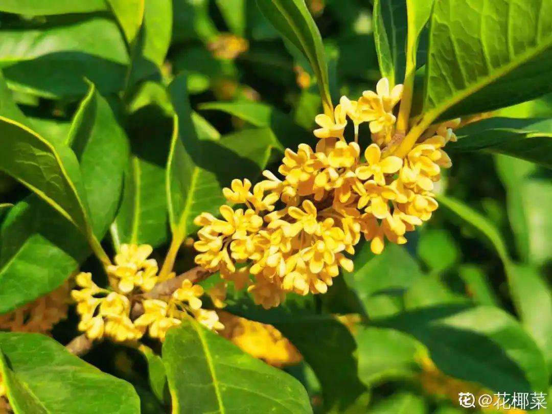 再穷也要养长寿花,寓意好、开花美,养人又养家!