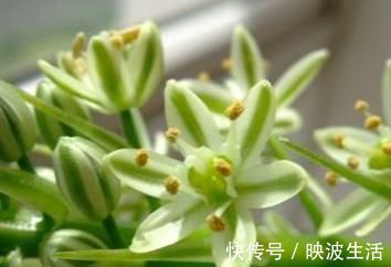 3种花不好养 不如直接丢水里 蹭蹭生根开花 花开轻松爆满盆 粉紫色