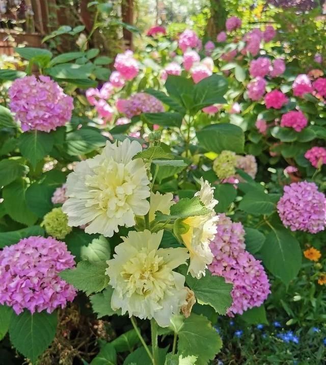 有了30平方的小院,能将日子过成了诗简单而精致,优雅而从容