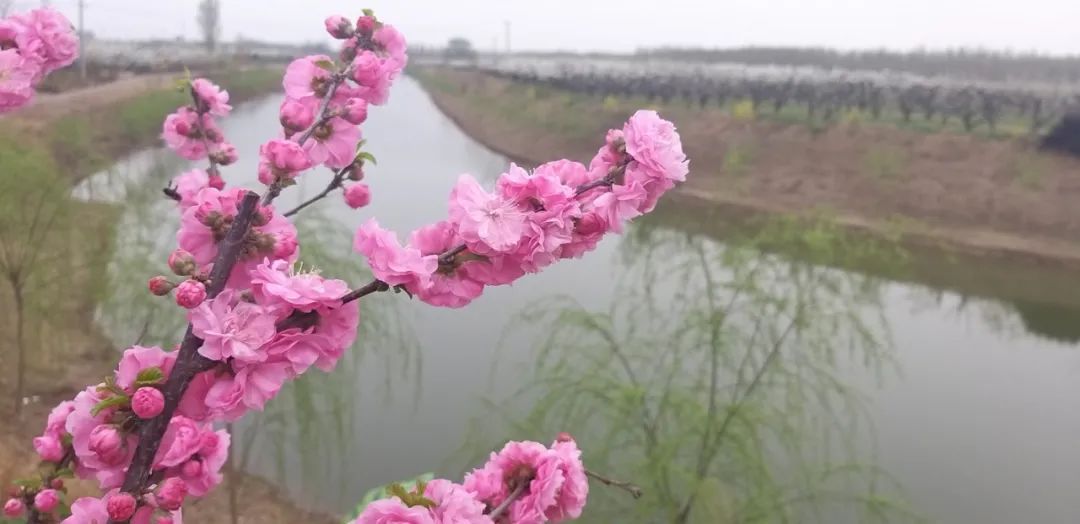 河间龙华店乡第五届“梨花节”开启“云端游”模式