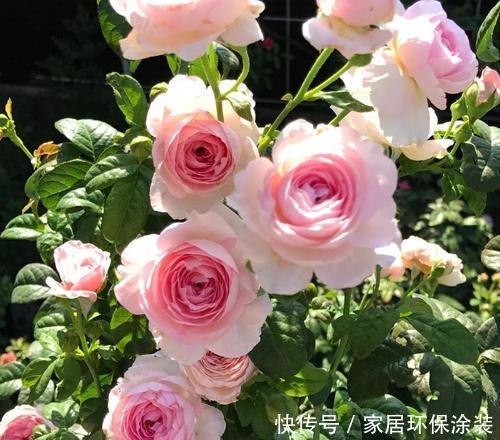 浇水|月季长势越来越差，多半是4件事没做好，及时纠正开出层叠群花