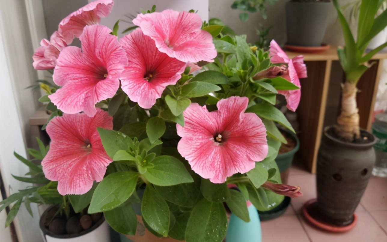 养花肥|这3样东西扔掉太可惜,学会正确方法制成养花肥,省钱、效果好