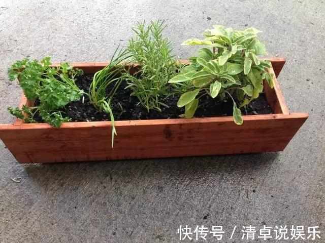排水性|在窗台上种出一个茂盛的香草植物园，只需要5个步骤啊