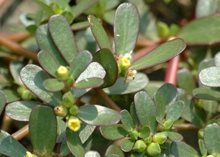 白酒|马齿笕加白酒泡一泡,老人坚持一个月,4大好处不请自来!