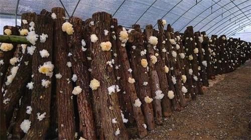 女人最担心脸生皱纹，吃几种食物，美白祛斑、滋养肌肤、延缓衰老