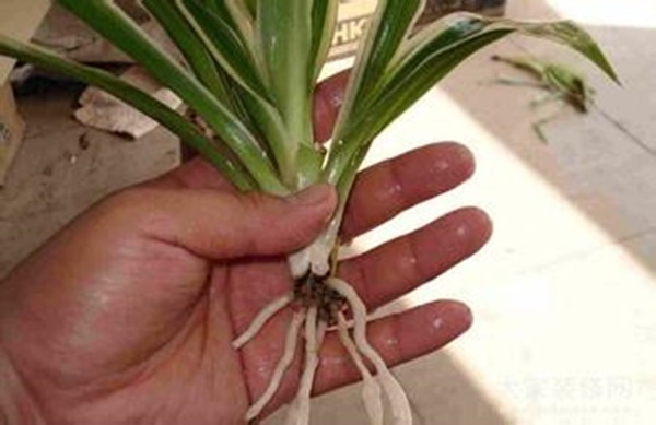 吊兰老是黄叶干尖,不如薅出来扔水盆里,一周生出一圈小吊兰!