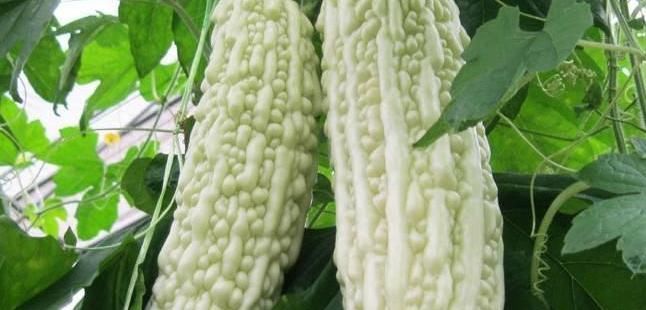 苦瓜和以下東西是“克星”,盡量少搭配,可能影響健康