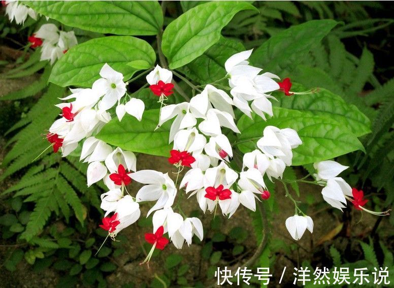 3种“垂吊”植物，美到“爆炸”，家里养一盆，看一眼都“心醉”