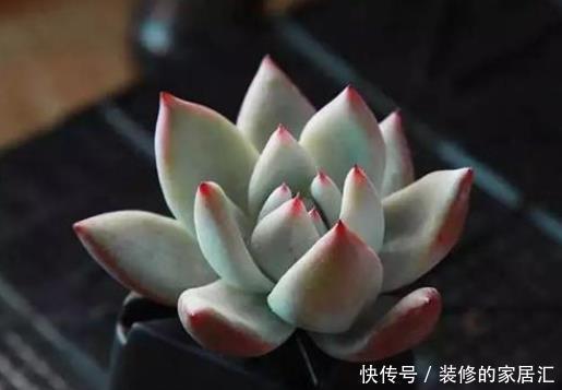 花盆|多肉叶插不能太随便,掌握好4点,每个叶片都成活,变成多肉大户