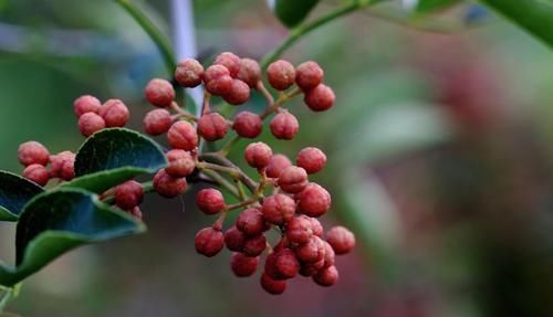 湿气|体内湿气重,5种食物可常吃,帮助你慢慢赶走湿气,远离疾病