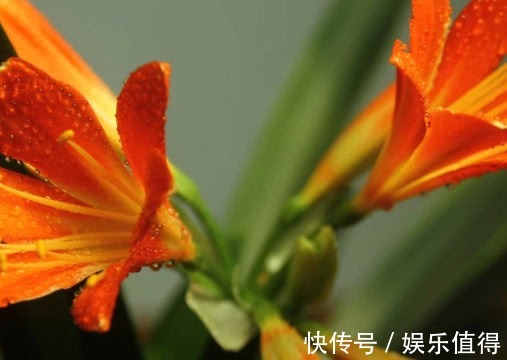 君子兰怎么换盆教你3个小步骤，换盆后长势旺盛开花多