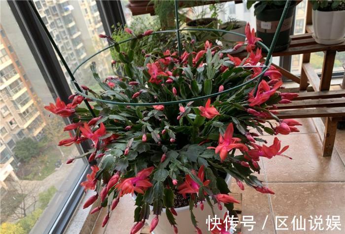 蟹爪兰度夏后叶片又薄又蔫,3招养厚叶片,秋花砰砰开爆盆!