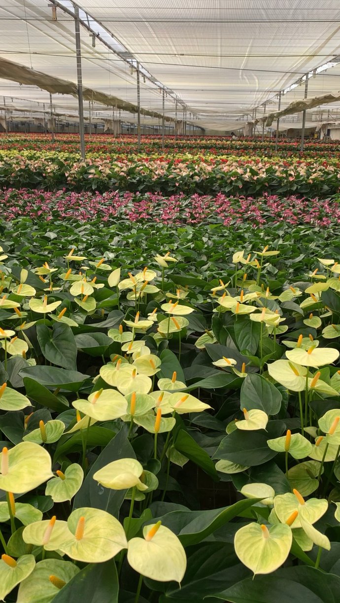  惹人爱|美丽晋宁：小小红掌色彩多，心形花朵惹人爱