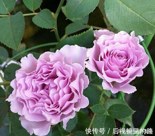 推荐6款波浪边月季,又香又勤花,新手也会养,值得拥有