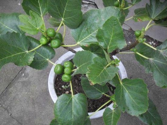 想要扦插无花果，此“4个技巧”让成活率翻倍，花友们都知道吗