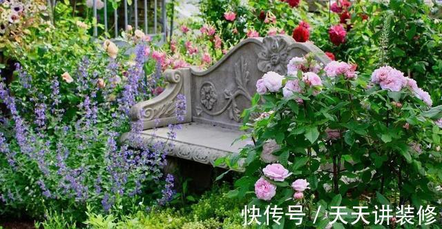 微月|在阳台上打造出一个月季小花园,距离你很近,做好4个方面就行