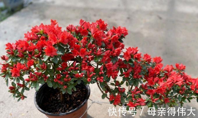 冬至后,盆栽养花有这3种症状该马上换土,一刻都甭多等