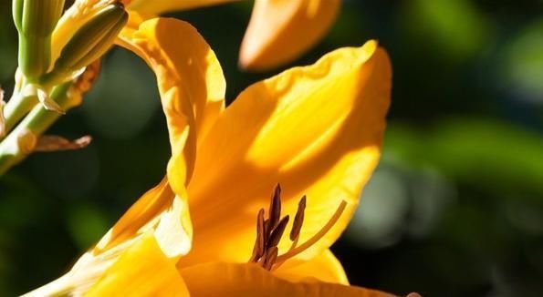 柠檬茶|天然的“祛湿王”,平时“敞开吃”排除湿气,体重悄悄下降