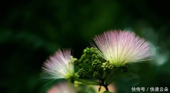 构造|《失眠症漫记》 作者构造出来的世界是很有想象力的