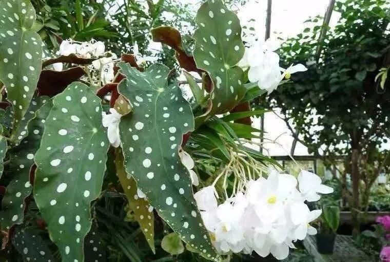 叶片|三伏天里,家里摆3种“叶子花”,叶子比花更漂亮,很有“档次”