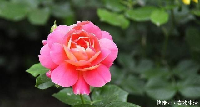 养好月季花最重要的两点，掌握好后，花大色艳邻居羡慕极了