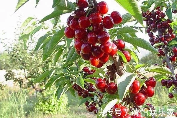 进口车厘子有哪些品种哪种车厘子的口感最好