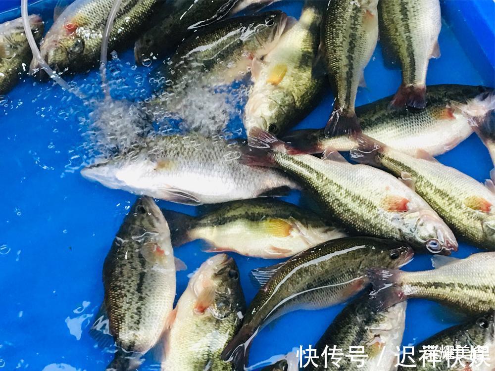 清蒸鲈鱼时,放盐和料酒就错了,教你正确做法,鱼肉鲜嫩没有腥味