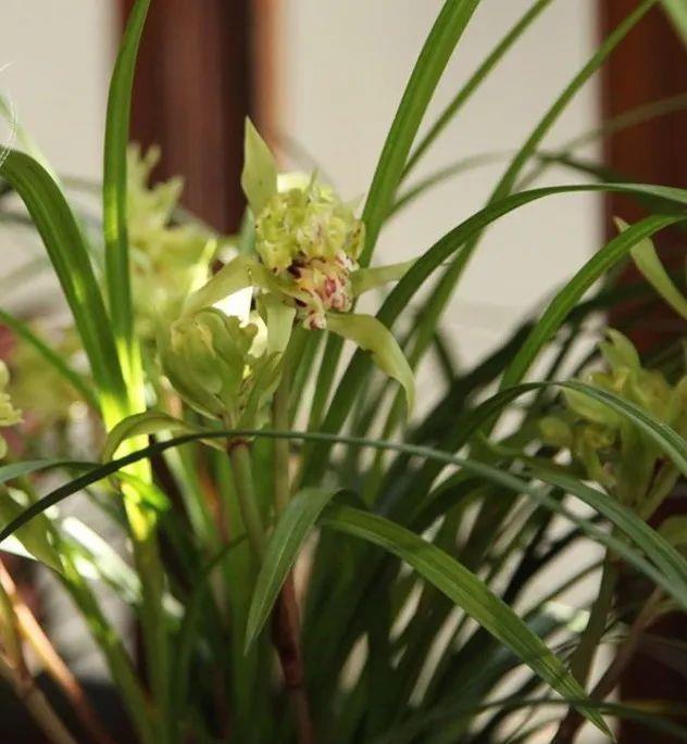 曾经天价的8种兰花,如今跌落神坛,普通人也买得起