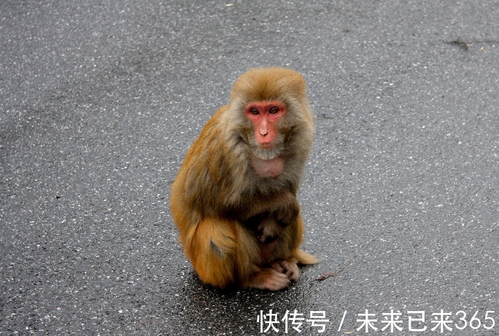 属猴|1968年出生的属猴之人，运势前期略差，中年以后能够转运！