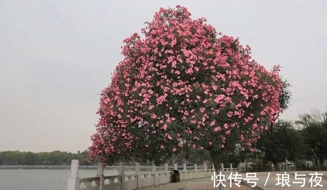 夹竹桃10片叶就可能要人命!为何还成为大城市“烂大街”的植物?