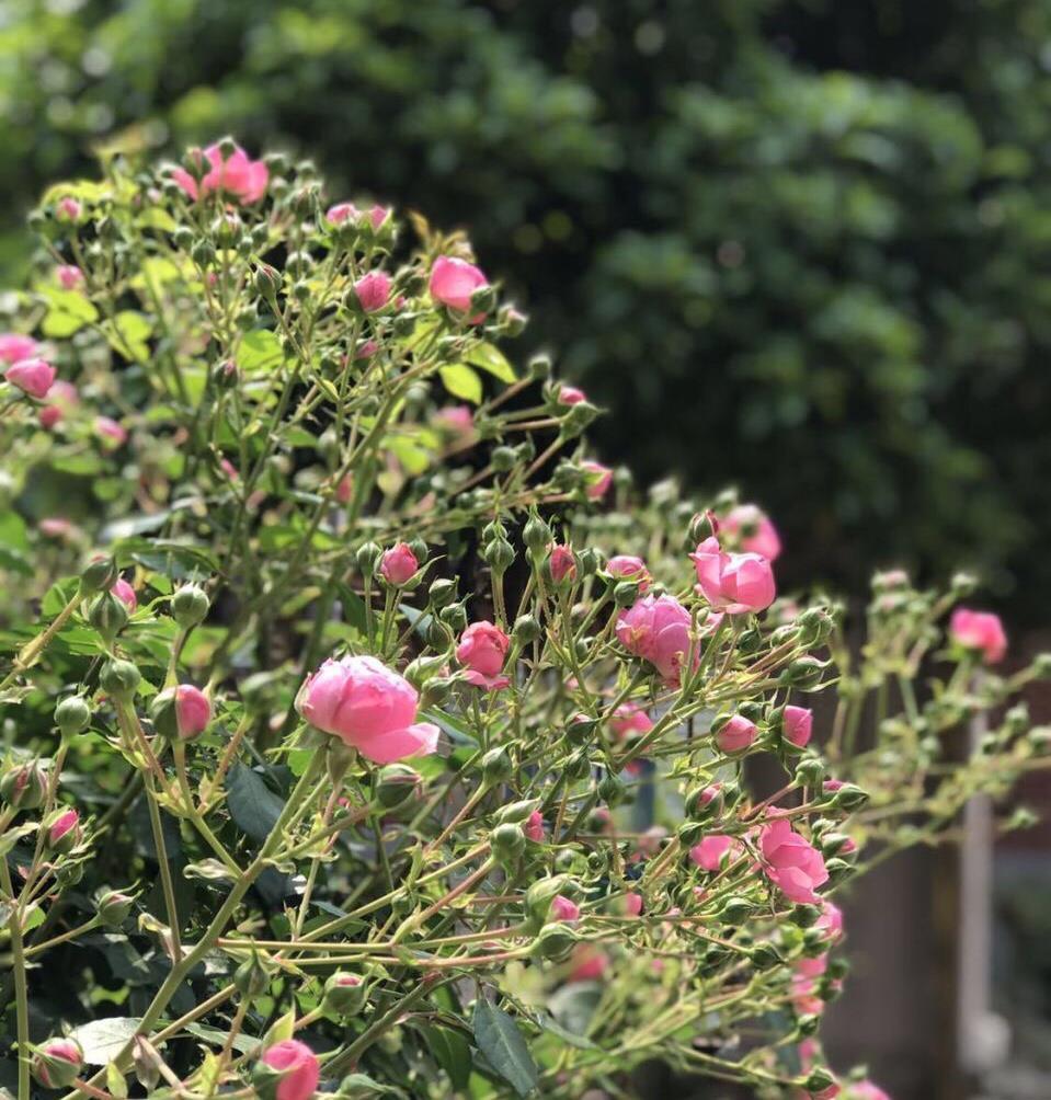 春天养藤本月季,遇到“这种”情况,赶紧“横拉、追肥”促开花