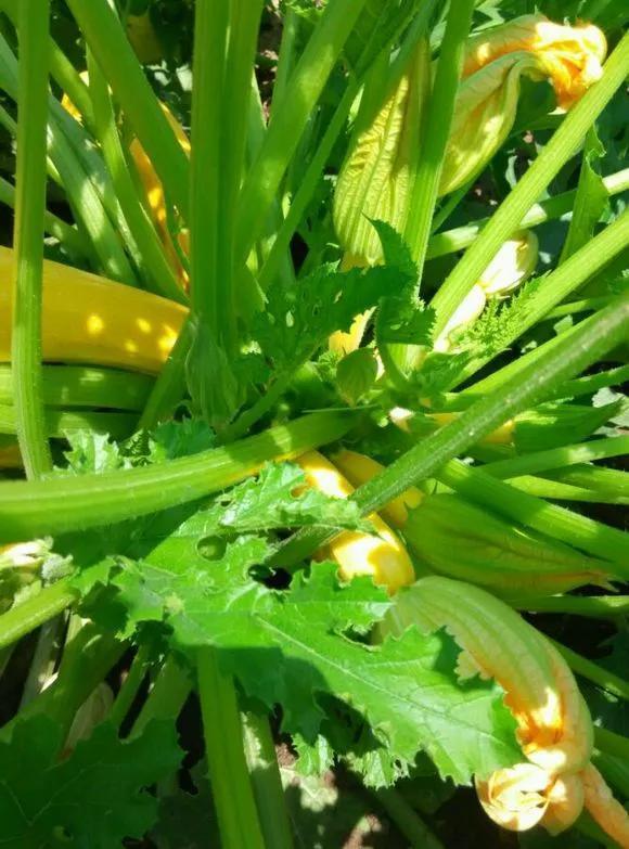 观赏茄|阳台种盆菜，比花还好看，结果还能吃，别提多美了