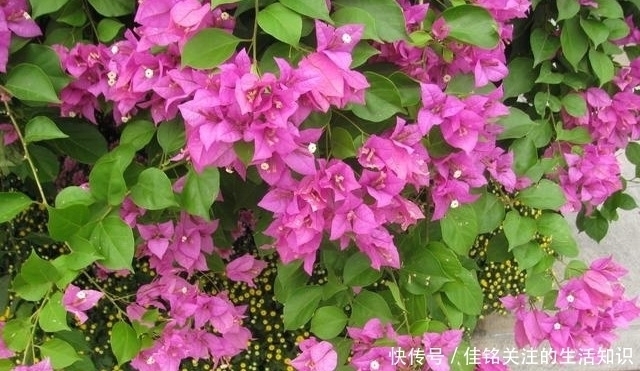 三角梅|三角梅有“三怕”,避开安全度夏,冒新芽齐开花,养成盆景小老桩