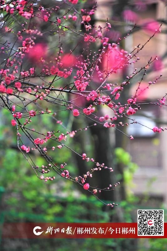 石榴湾公园樱花广场花正艳