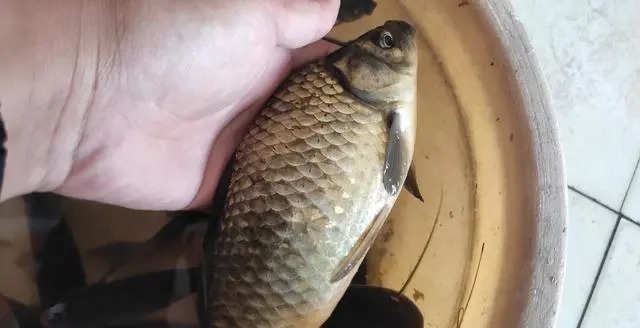 斤鲫越钓越多，不是吹牛，只是参透了这些钓鱼绝招！