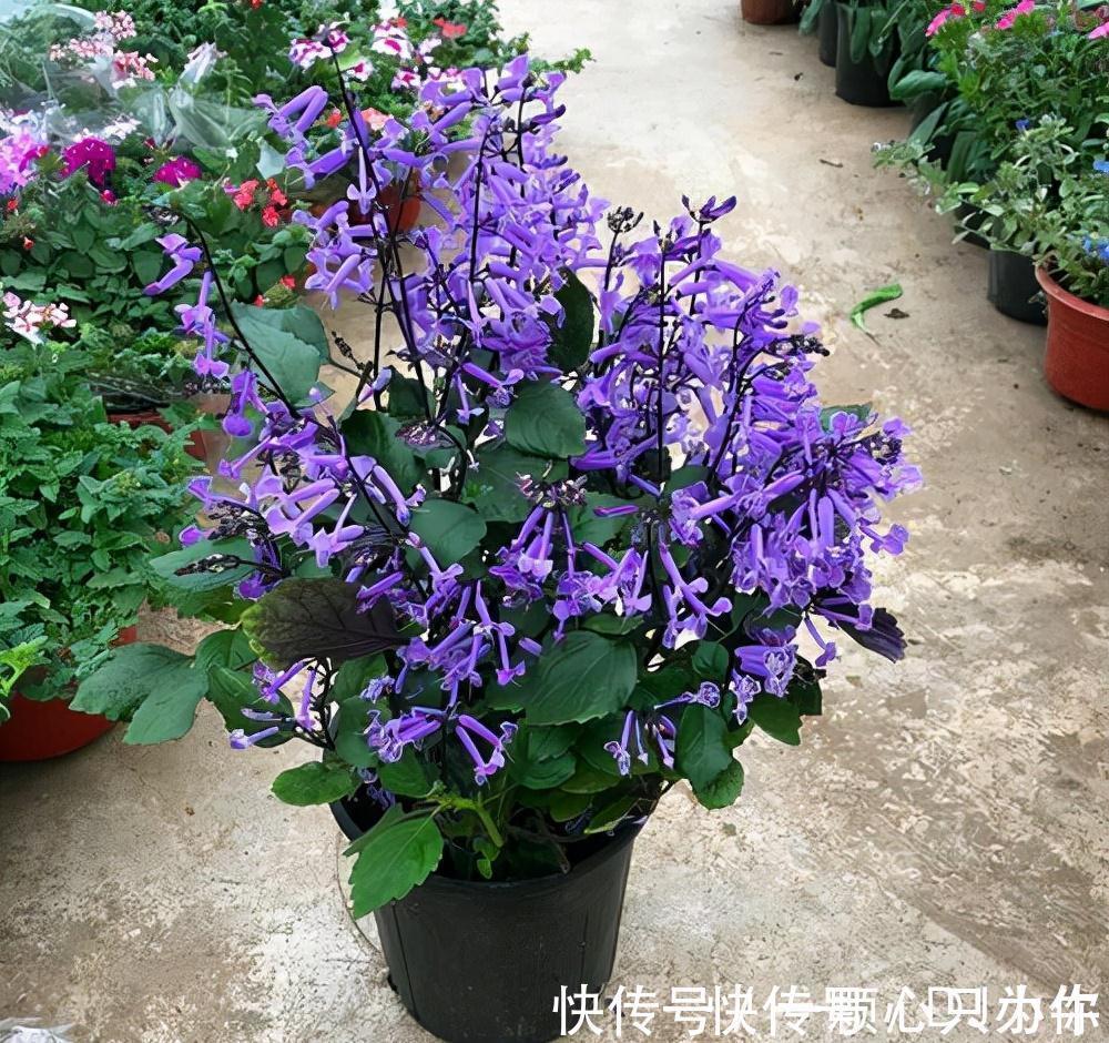 盆栽|4种“杀菌花”,冬天养几盆,清香漂亮,空气清新,家里人少生病