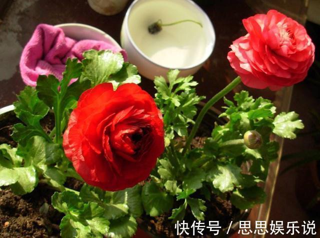 邻居种了1盆“芹菜”,却开出了“牡丹花”,花苞又大又鲜艳