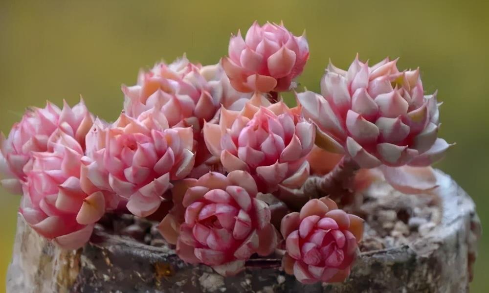 多肉植物|阳台养不好多肉，多半是浇水不当，教你正确浇水，个个长成胖娃娃