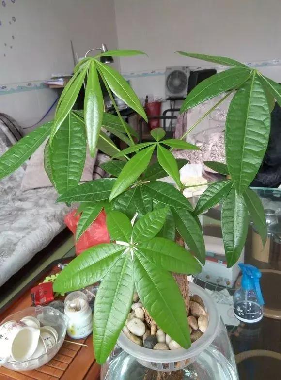 发财树|发财树黄叶烂根,切1刀丢水里,反而长得欢,2周狂冒大白根!