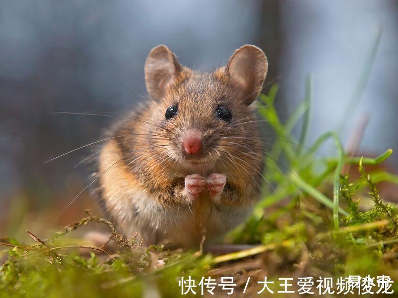 鸿福|生肖鼠8月天赐鸿福进门，因为好运的来临而获得暴涨的机会