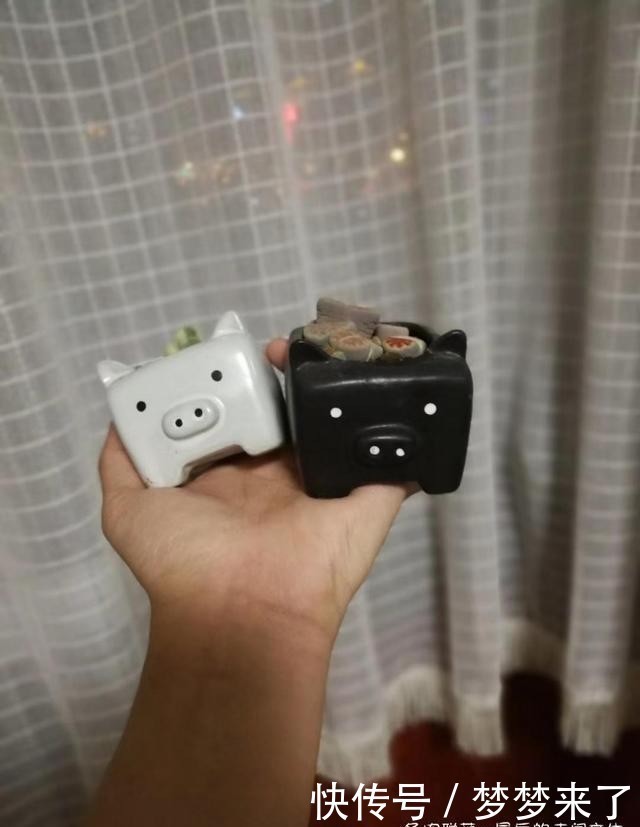 幸福|小小的幸福,多肉露养到秋天的收获