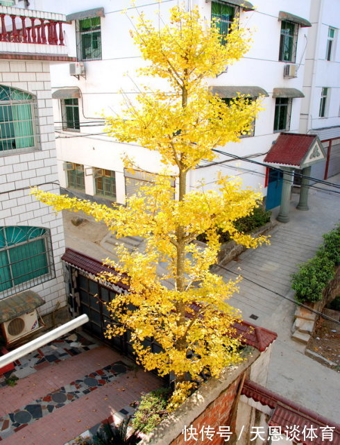 7种树“进宅”，旺财镇宅，延绵百年，家里有地方，一定养一棵