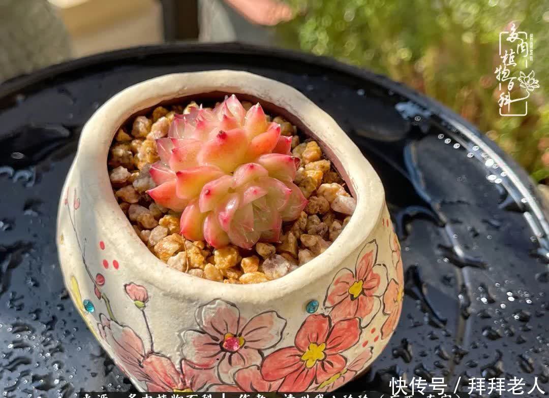 多肉与我，不负时光韶华！