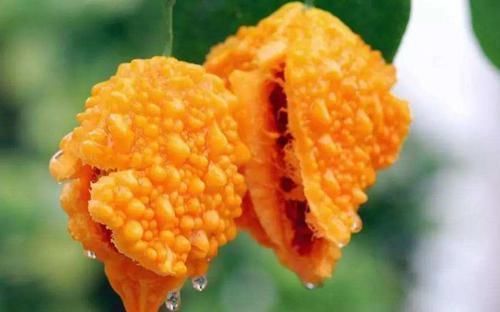 会吃的人最健康,3种食物离不开,美容养生,有益身体!