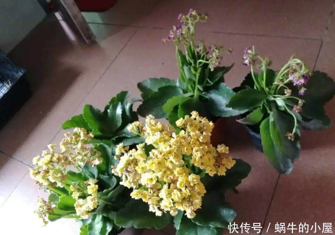 种花|7种花慎养,天一热就死,白花钱买罪受