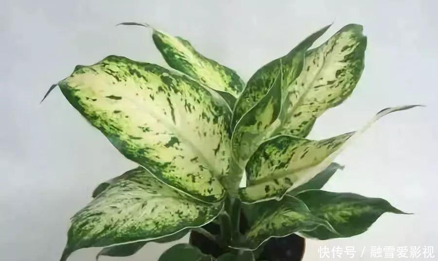 甲醛|家里养这12种“吸毒”绿植,净化空气,老人小孩少生病