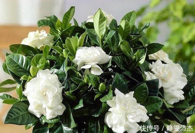 人居住|养九里香、栀子花,摆在这“3处”,黄叶掉花苞,养一盆死一盆